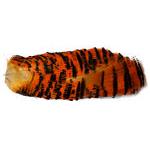 Veniard  Golden Pheasant Half Collar-Kultafasaanin Kaulus